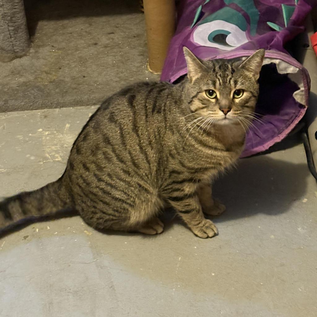 Enlarge Elliot / Rocket, a Adoptable Domestic Short Hair in Arthur, ON image 5/6