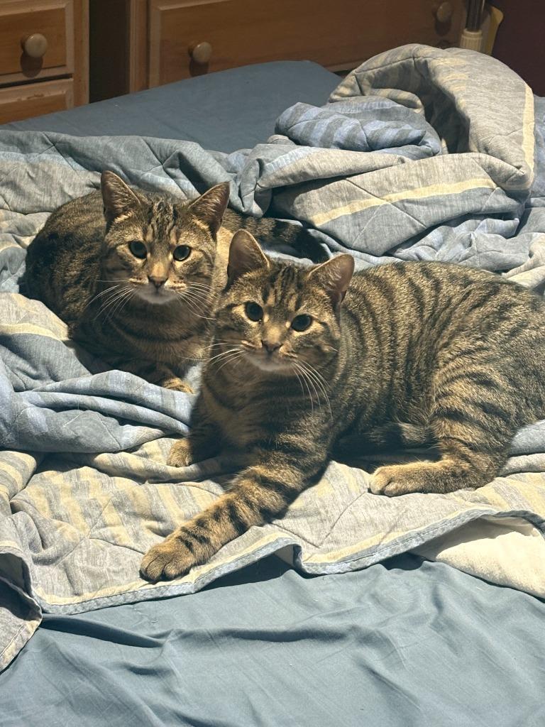 Enlarge Elliot / Rocket, a Adoptable Domestic Short Hair in Arthur, ON image 5/6