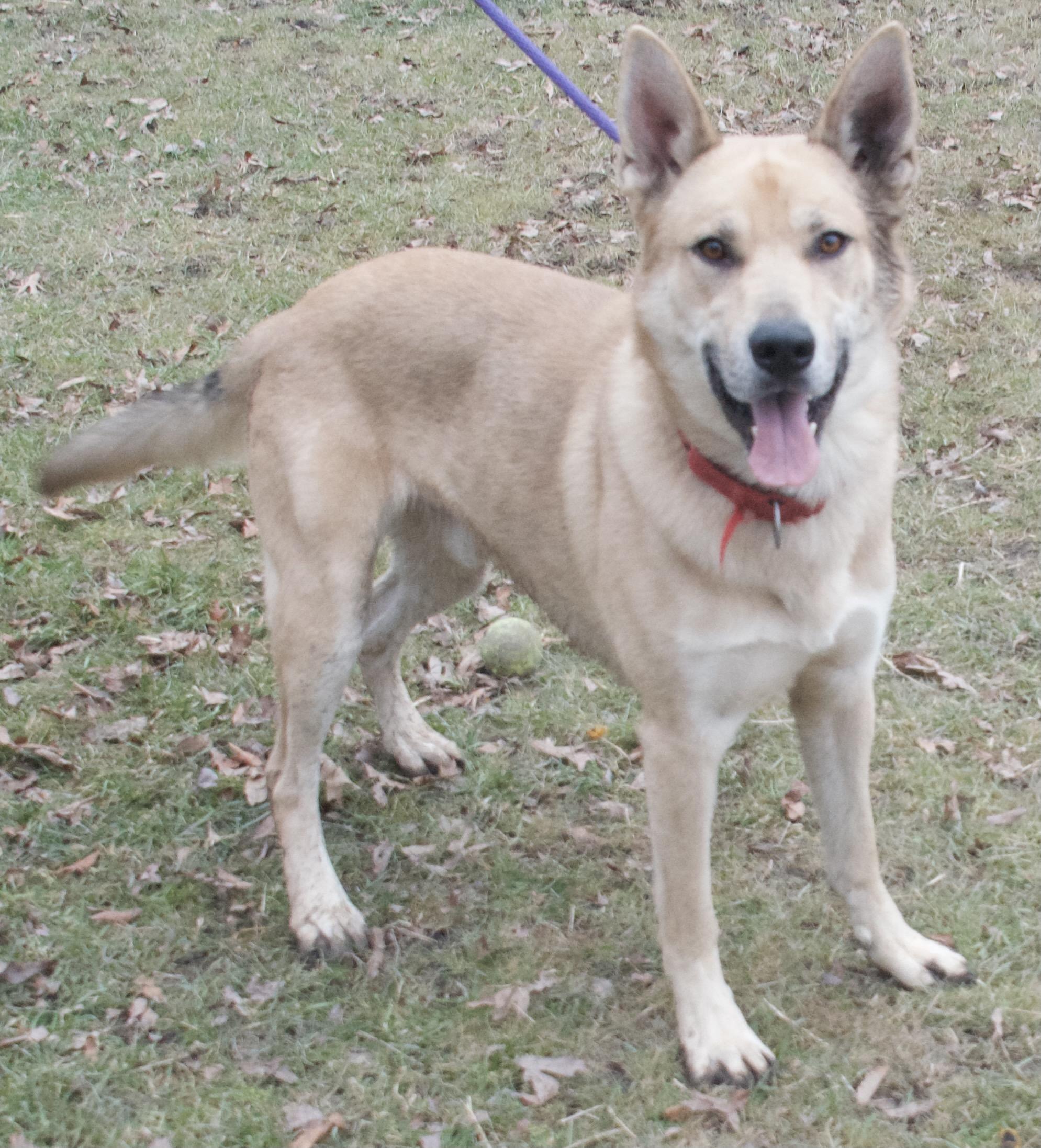 Ghost, a Adoptable German Shepherd Dog in Gloucester, VA image 4/6