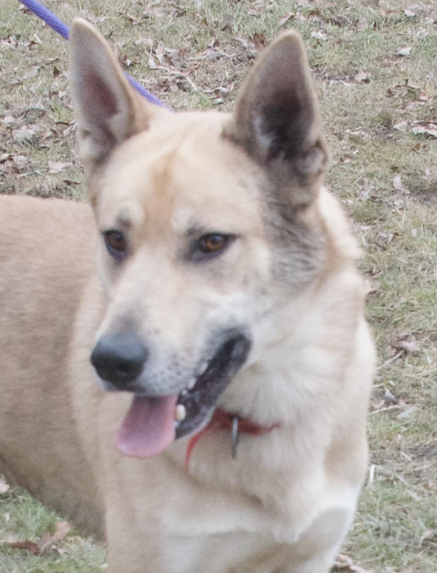 Ghost, a Adoptable German Shepherd Dog in Gloucester, VA image 6/6