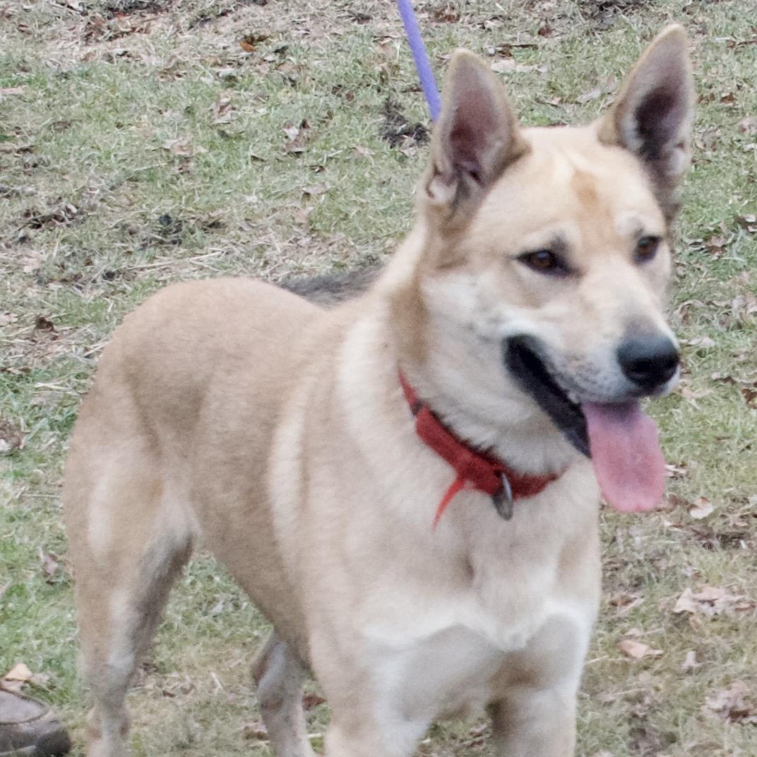 Ghost, a Adoptable German Shepherd Dog in Gloucester, VA image 2/6