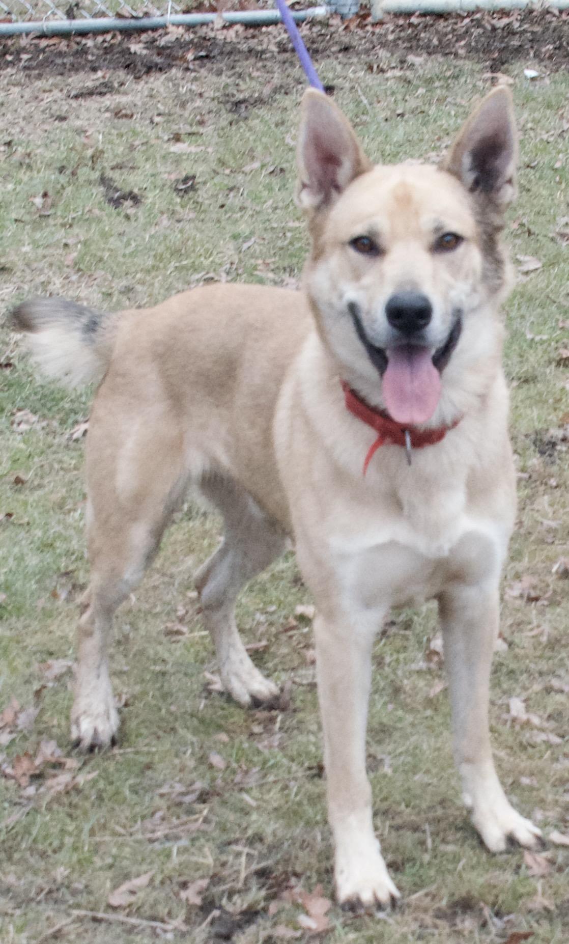 Ghost, a Adoptable German Shepherd Dog in Gloucester, VA image 5/6