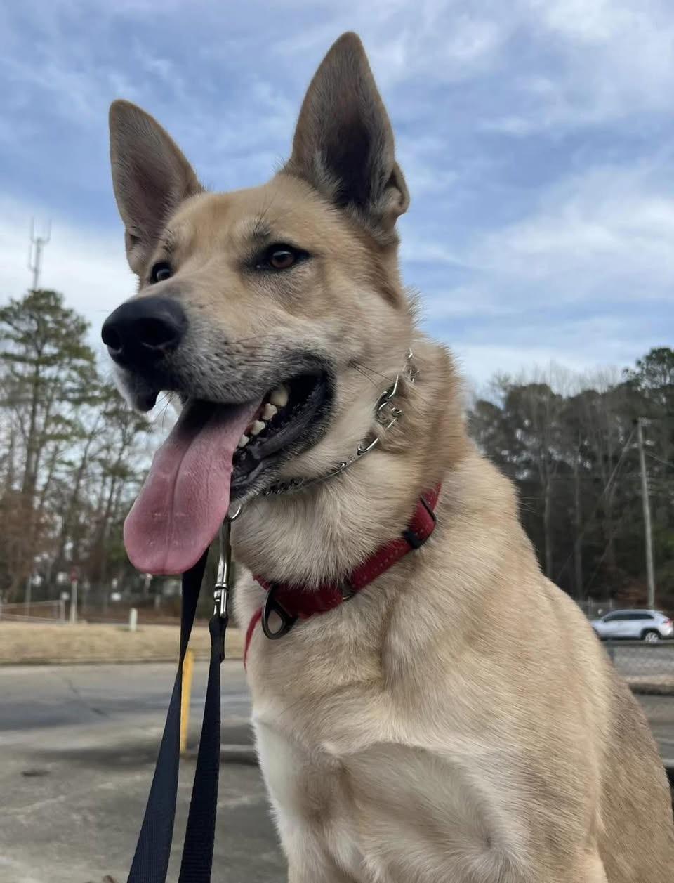 Ghost, a Adoptable German Shepherd Dog in Gloucester, VA image 1/6