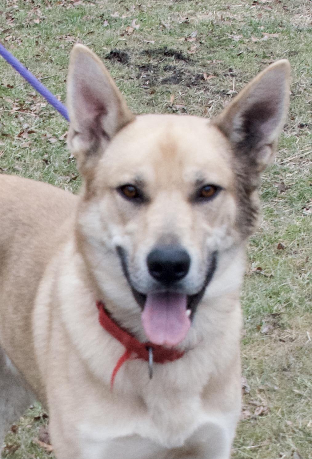 Ghost, a Adoptable German Shepherd Dog in Gloucester, VA image 3/6
