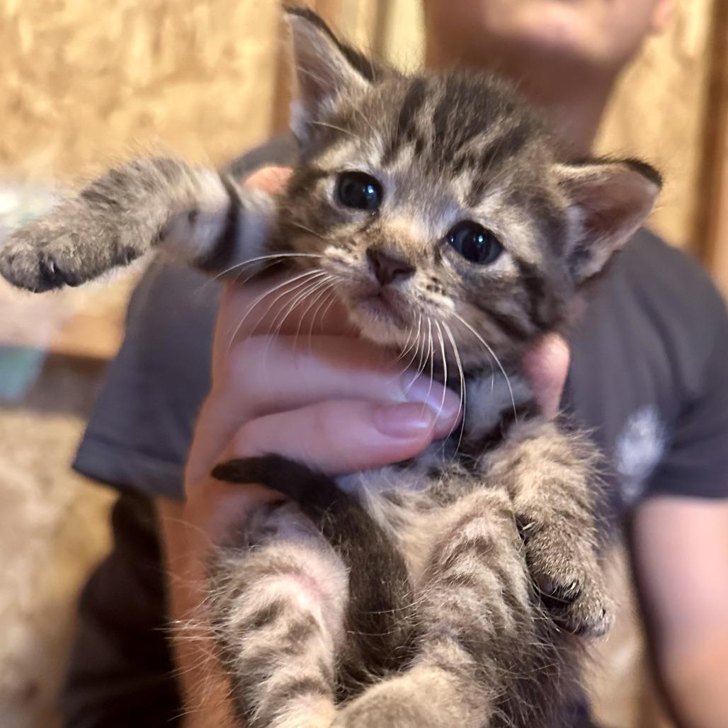 Gemini, Adoptable, Kitten Male Domestic Short Hair.