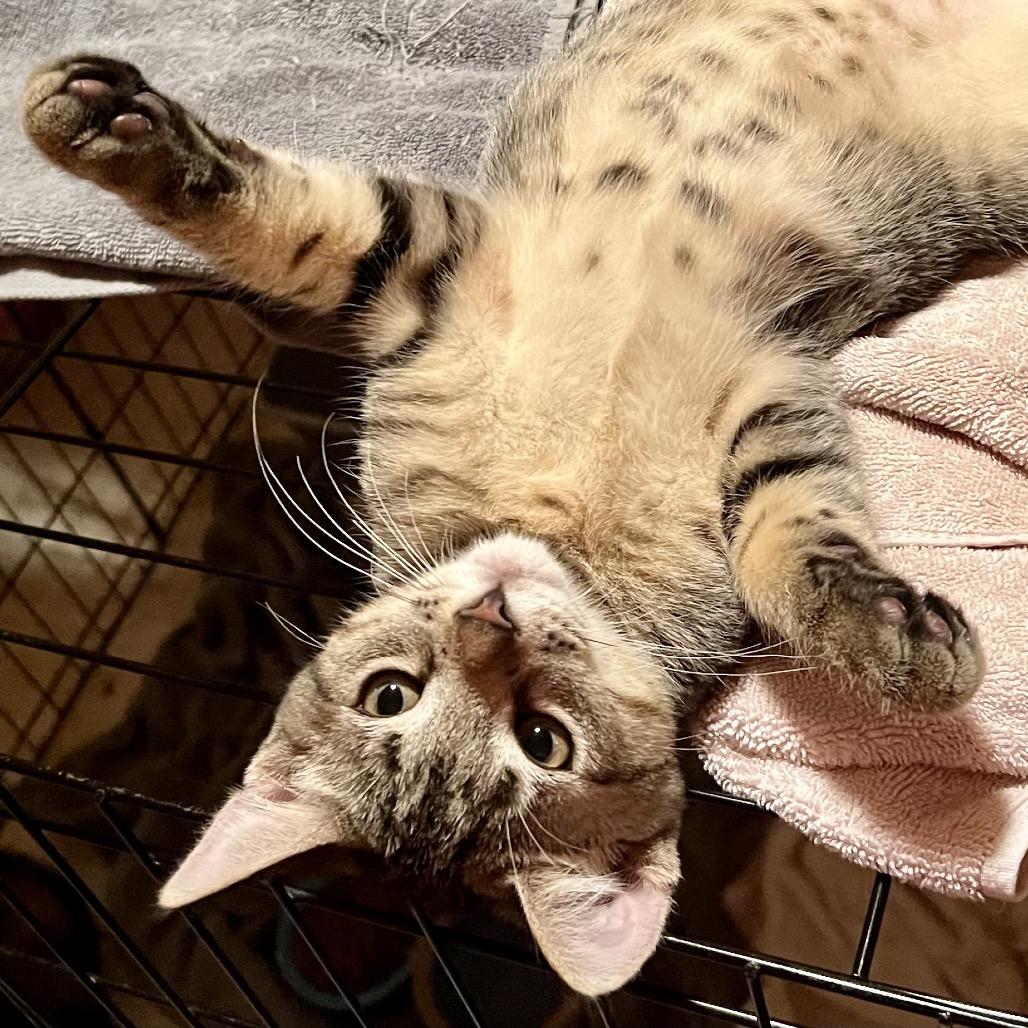 Enlarge Gemini, a Adoptable Domestic Short Hair in Saratoga Springs, NY image 2/3
