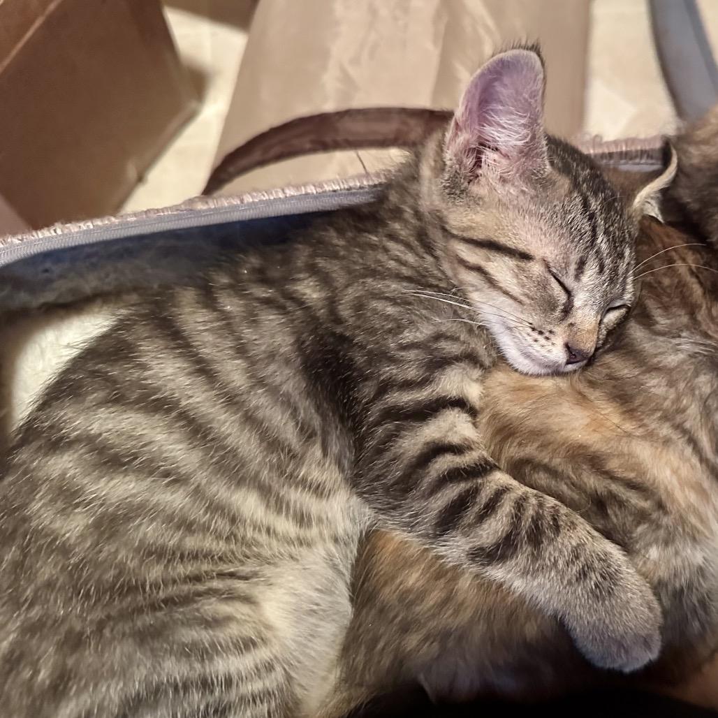 Enlarge Gemini, a Adoptable Domestic Short Hair in Saratoga Springs, NY image 3/3