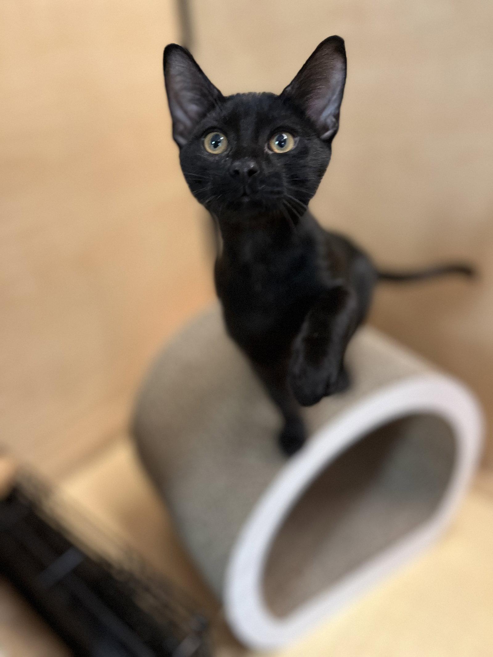 Glep, Adoptable, Young Male Domestic Short Hair.