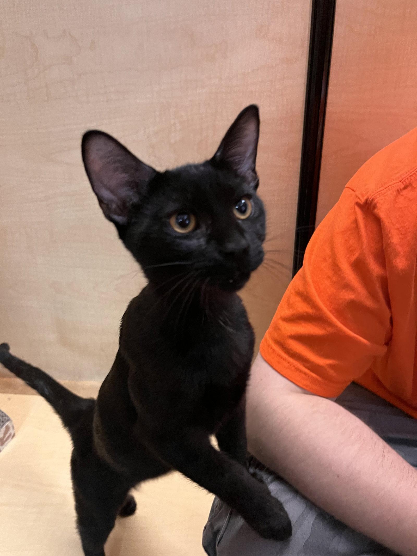 Enlarge Glep, a Adoptable Domestic Short Hair in Scottsdale, AZ image 2/3