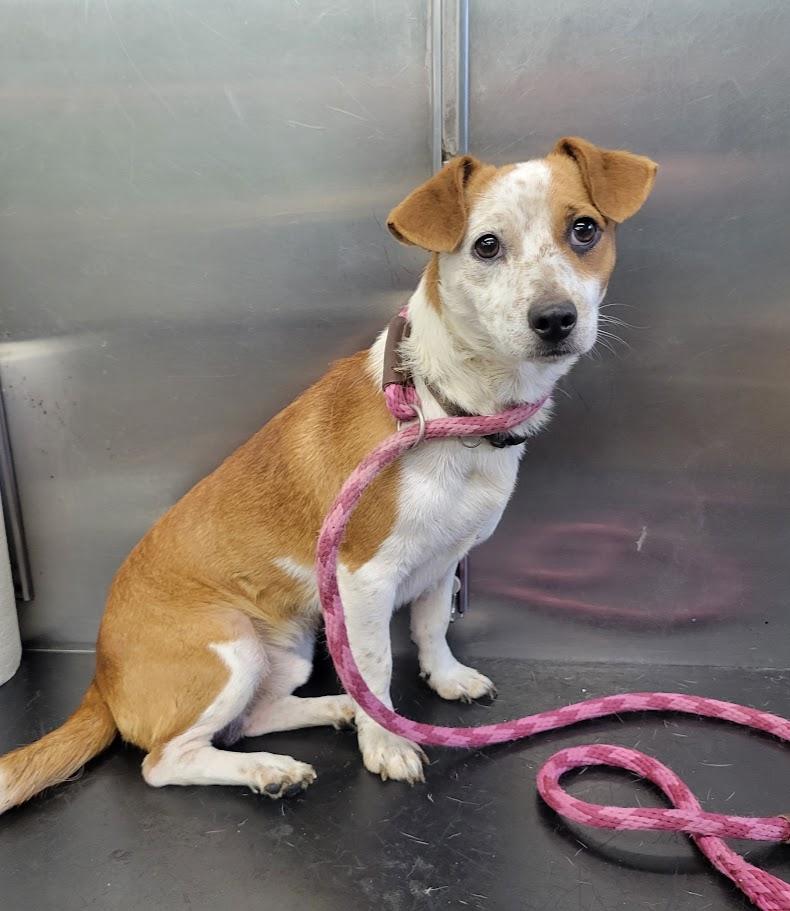Dexter, adopted, Young Male Jack Russell Terrier.