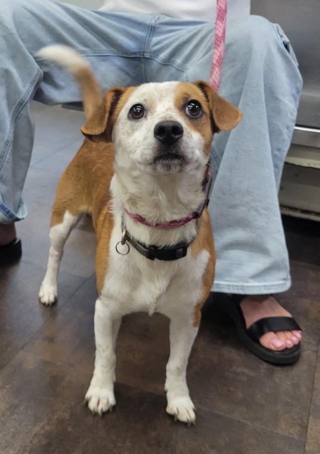 Dexter, an adopted mixed breed in Lisbon, OH image 2/2