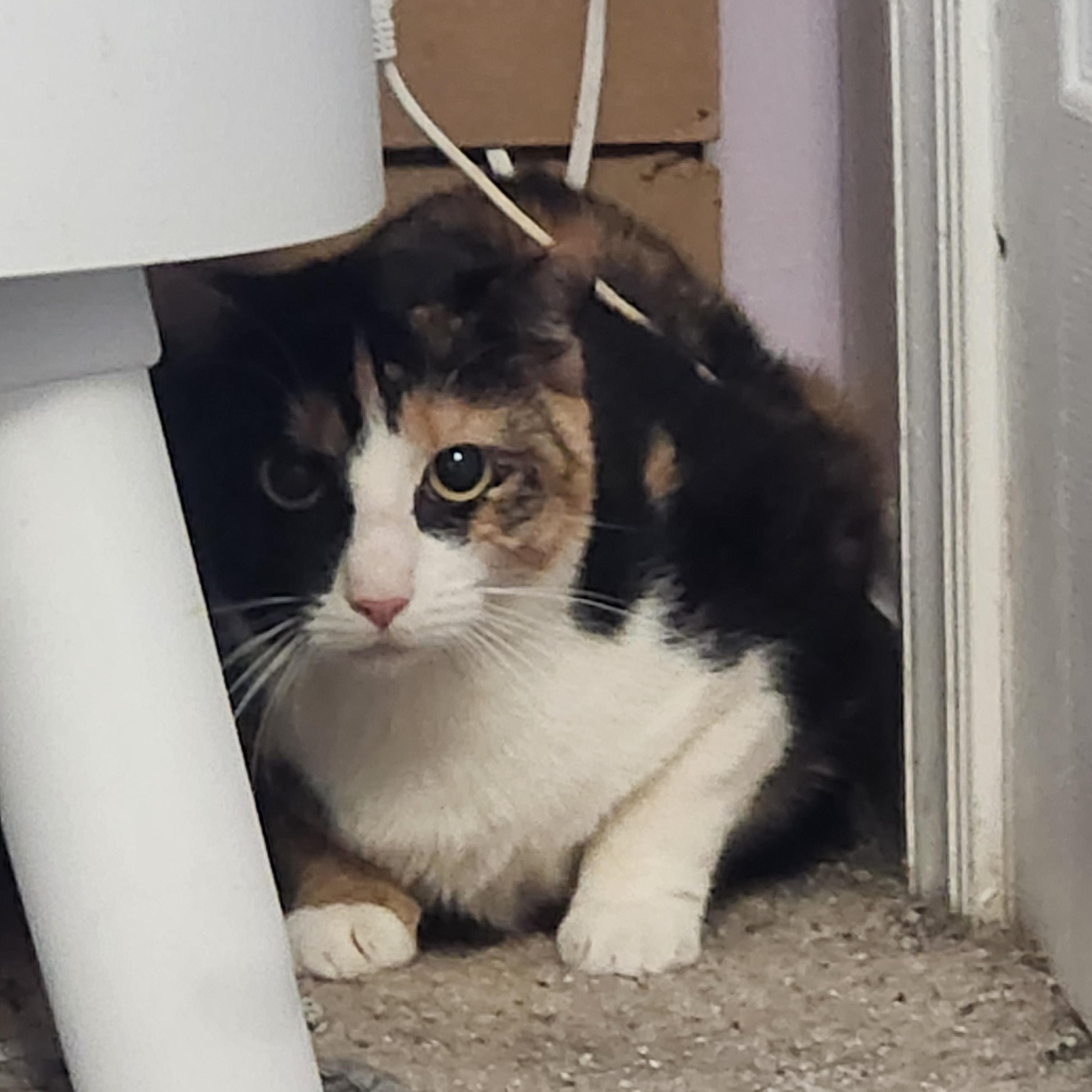 Enlarge Paisley, a ADOPTABLE Calico in Hagerstown, MD image 1/1