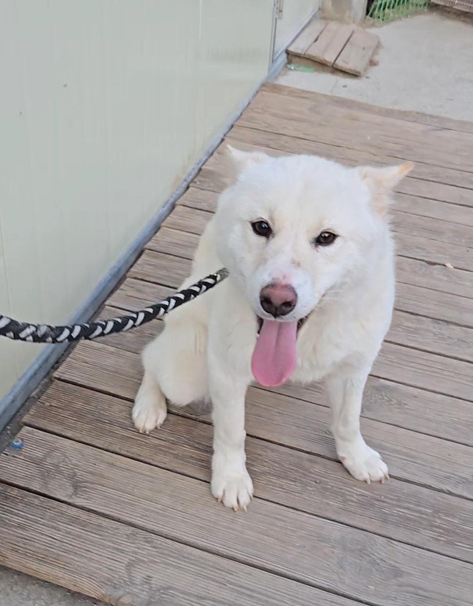 Enlarge LABOOM, an adopted mixed breed in Centreville, VA image 4/6