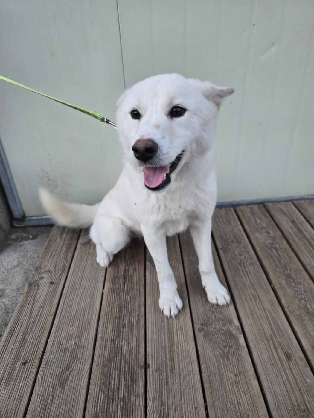 Enlarge LABOOM, an adopted mixed breed in Centreville, VA image 3/6