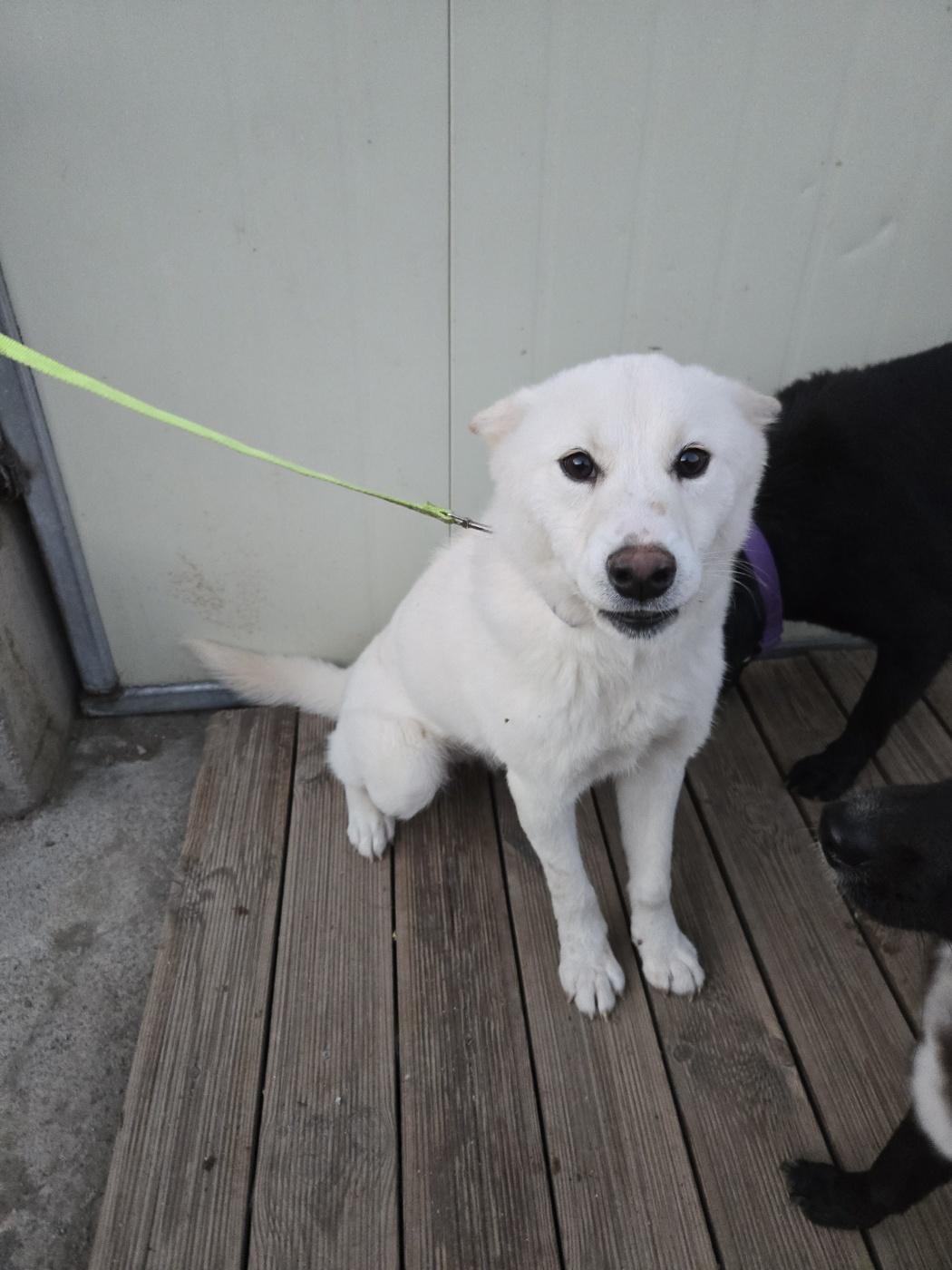 Enlarge LABOOM, an adopted mixed breed in Centreville, VA image 6/6
