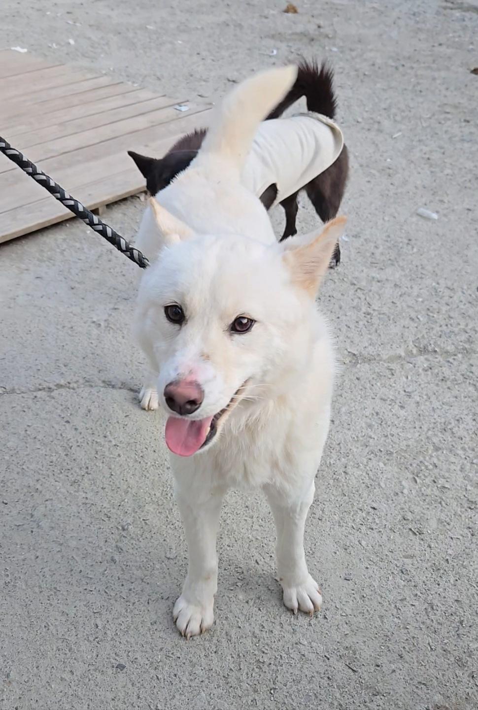 Enlarge LABOOM, an adopted mixed breed in Centreville, VA image 1/6