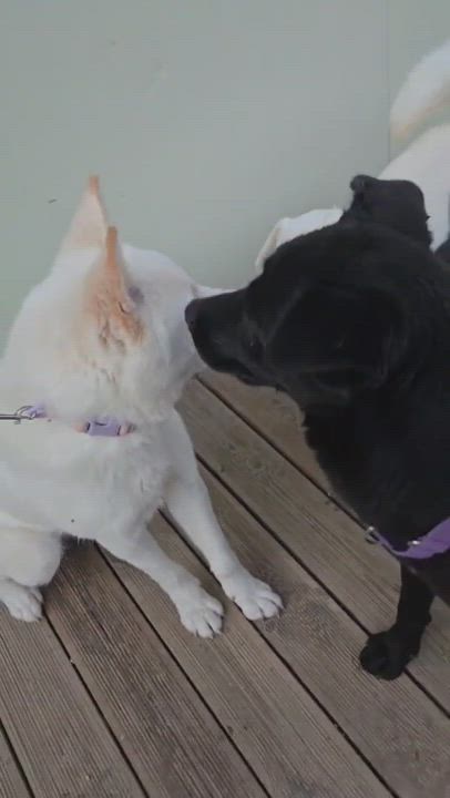 Enlarge LABOOM, an adopted mixed breed in Centreville, VA video 5/6