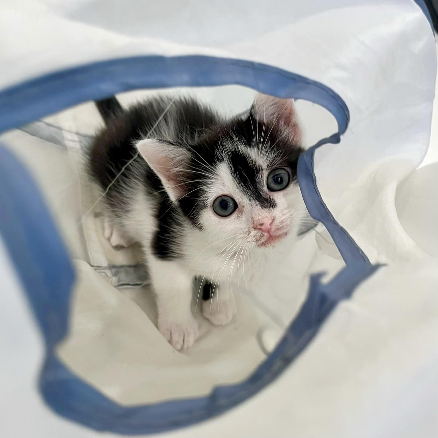Enlarge Pollicle Dog, a Adoptable Domestic Short Hair in Alexandria, VA image 4/6