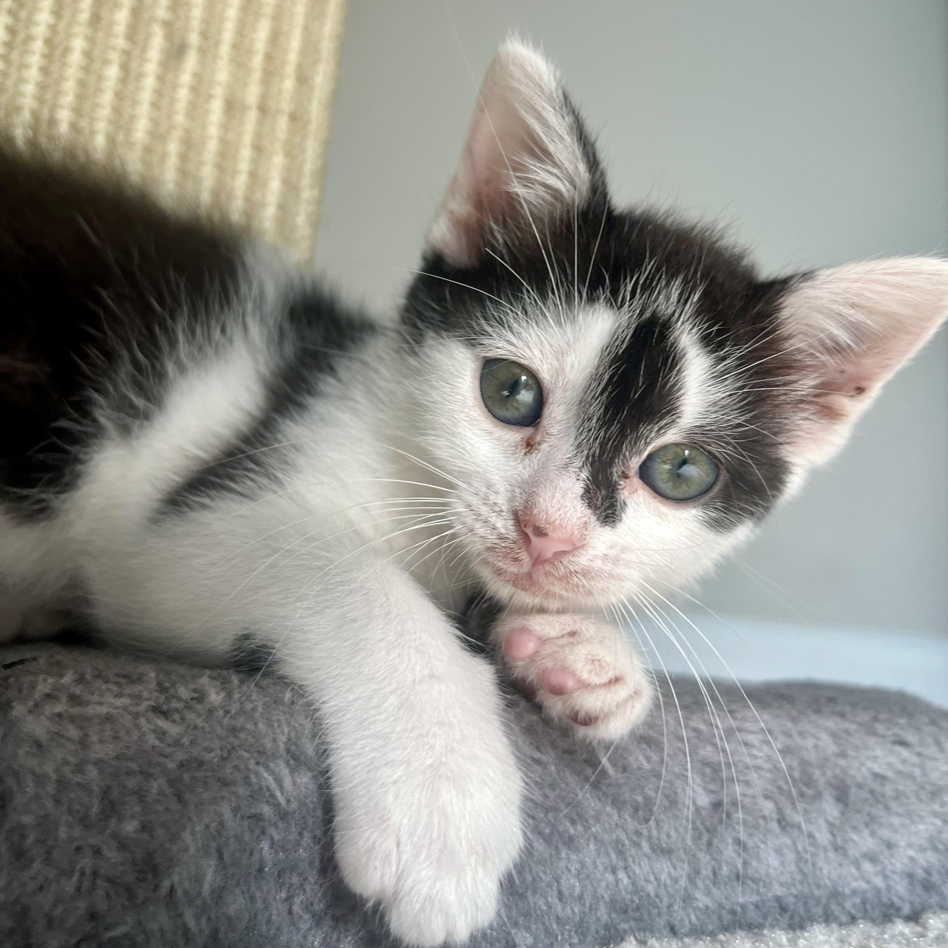 Enlarge Pollicle Dog, a Adoptable Domestic Short Hair in Alexandria, VA image 2/6