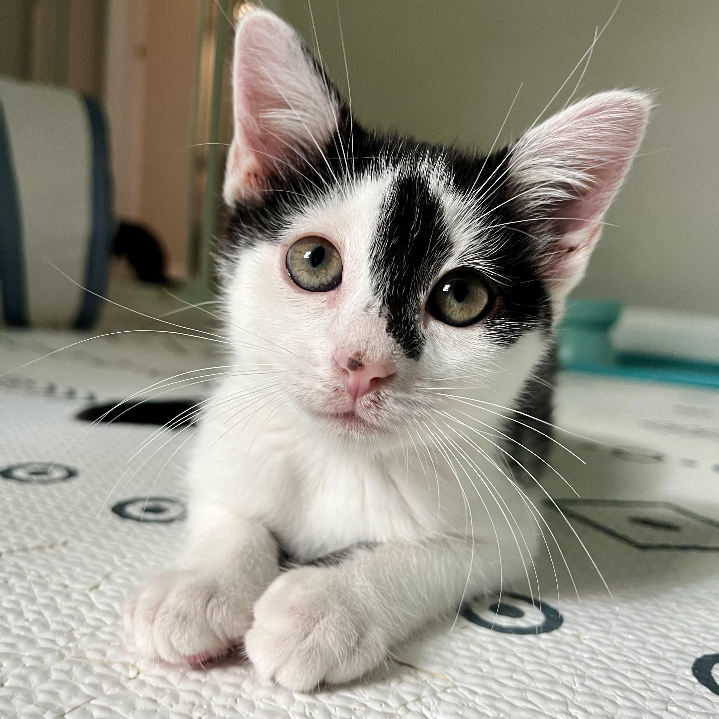 Enlarge Pollicle Dog, a Adoptable Domestic Short Hair in Alexandria, VA image 1/6