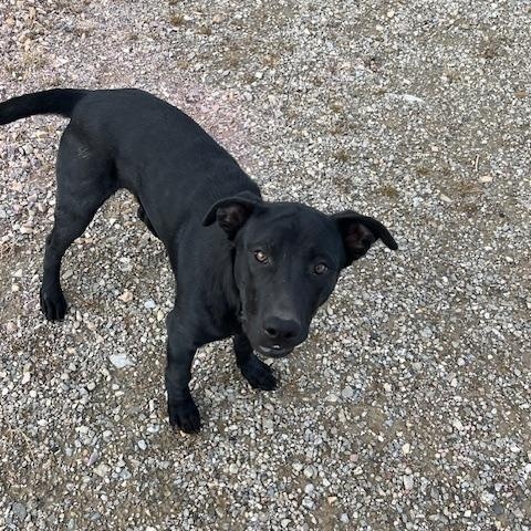 Enlarge Zeus, a ADOPTABLE mixed breed in Montpelier, ID image 2/5
