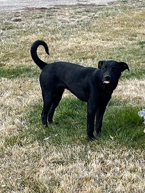 Enlarge Zeus, a ADOPTABLE mixed breed in Montpelier, ID image 3/5