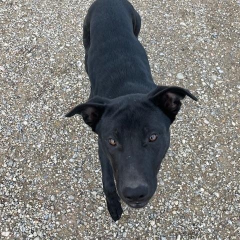 Enlarge Zeus, a ADOPTABLE mixed breed in Montpelier, ID image 4/5