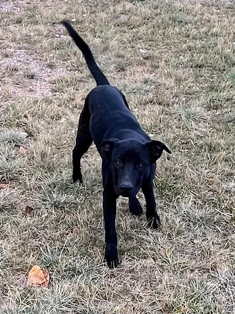 Enlarge Zeus, a ADOPTABLE mixed breed in Montpelier, ID image 5/5