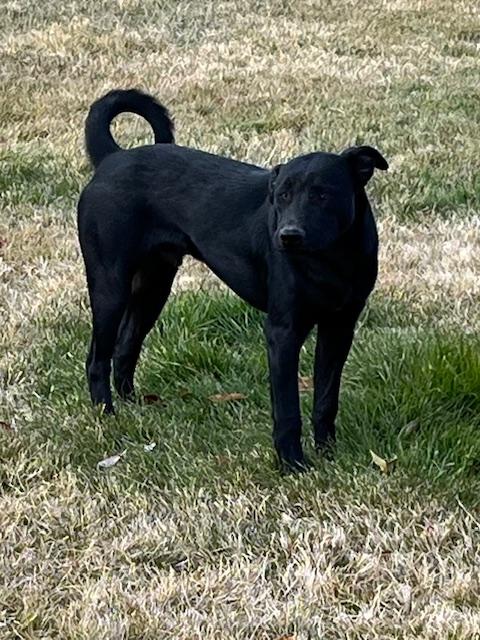 Enlarge Zeus, a ADOPTABLE mixed breed in Montpelier, ID image 1/5
