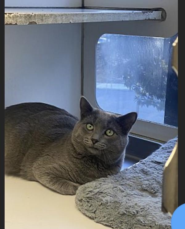 Asher, Adoptable, Adult Male Russian Blue.