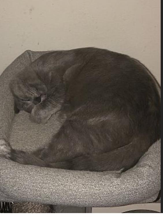 Enlarge Asher, a Adoptable mixed breed in Pinson, AL image 4/5