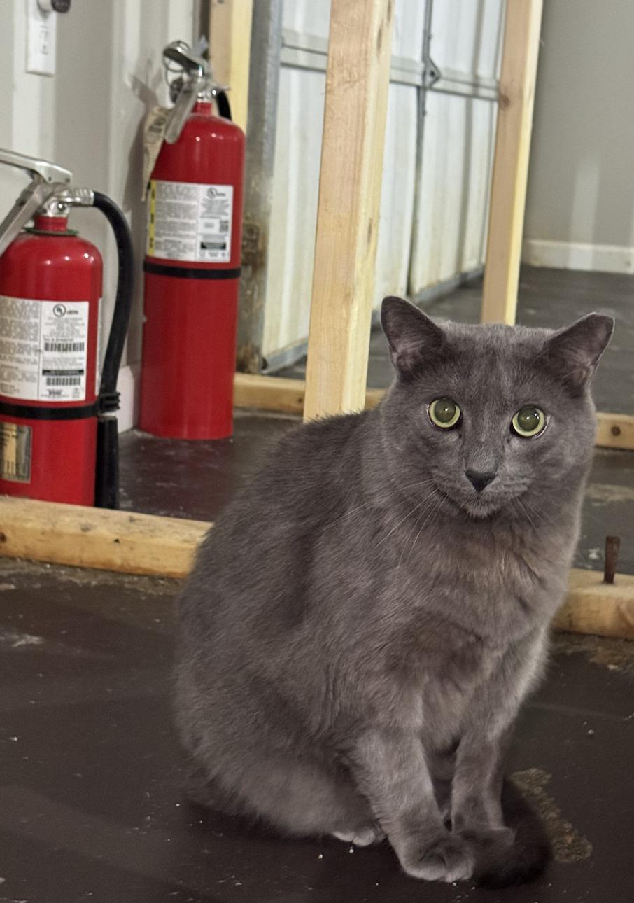 Enlarge Asher, a Adoptable mixed breed in Pinson, AL image 3/3