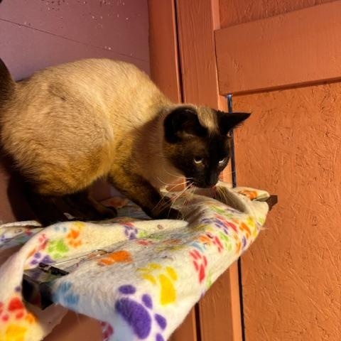 Enlarge Ocean, an adopted Domestic Short Hair in Springfield, OR image 2/5