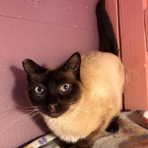 Enlarge Ocean, an adopted Domestic Short Hair in Springfield, OR image 3/5