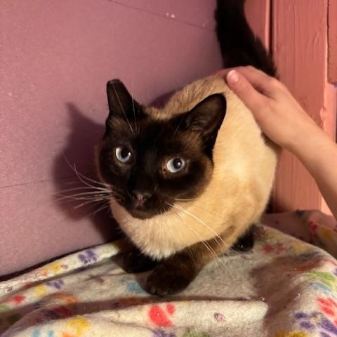 Enlarge Ocean, an adopted Domestic Short Hair in Springfield, OR image 4/5