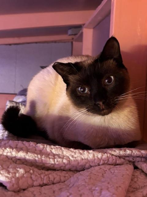 Ocean, adopted, Kitten Female Domestic Short Hair.