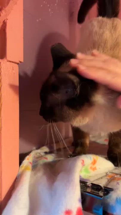Enlarge Ocean, an adopted Domestic Short Hair in Springfield, OR video 5/5