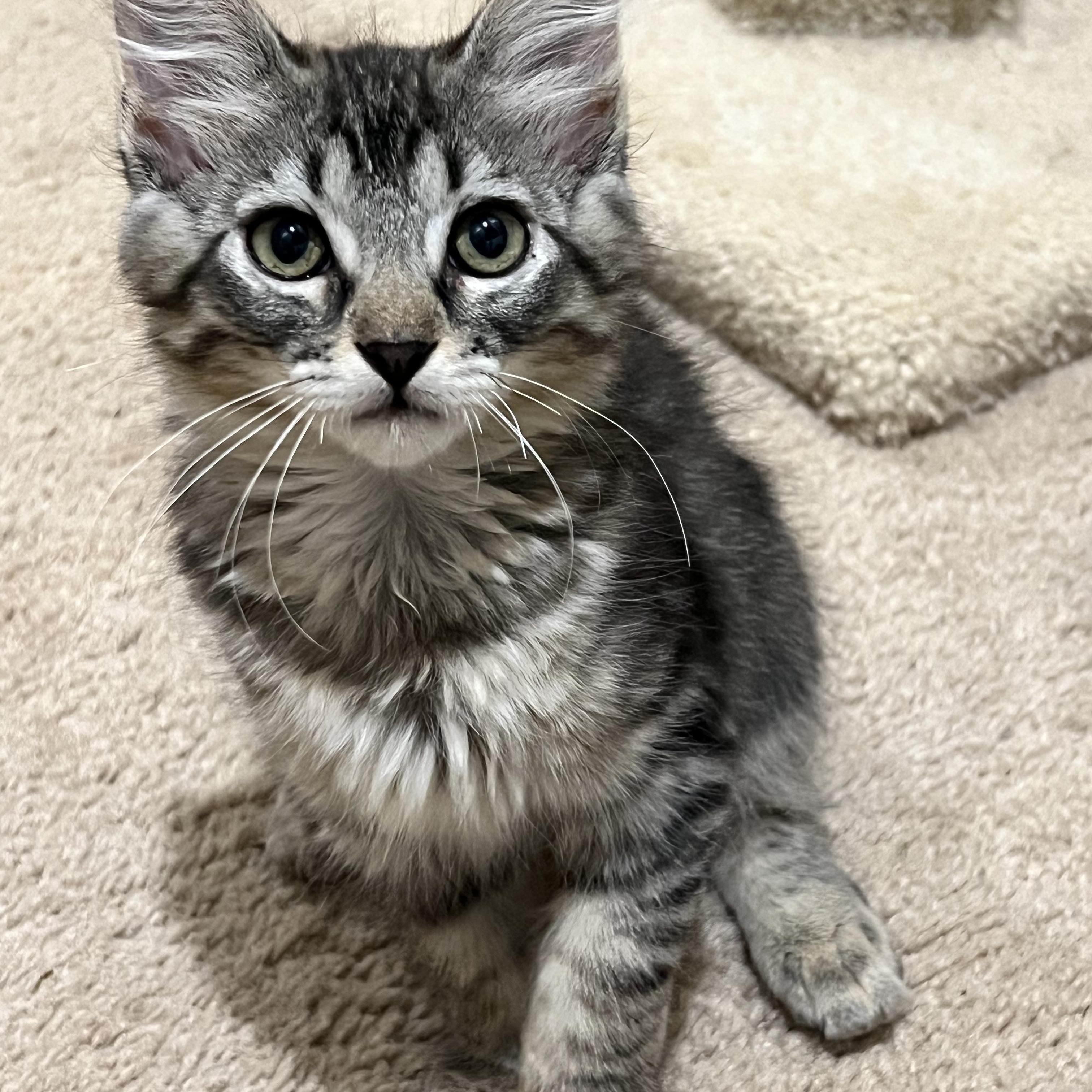 Bella