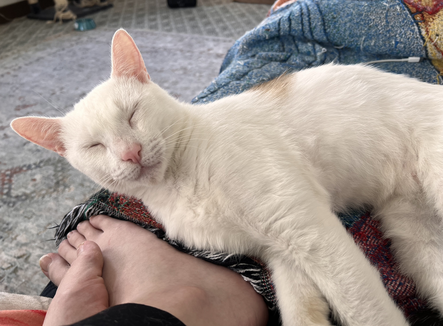 Casper , Adopted, Young Male Domestic Short Hair.