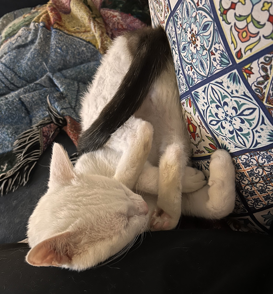 Enlarge Casper , a Adopted Domestic Short Hair in Kissimmee, FL image 2/6