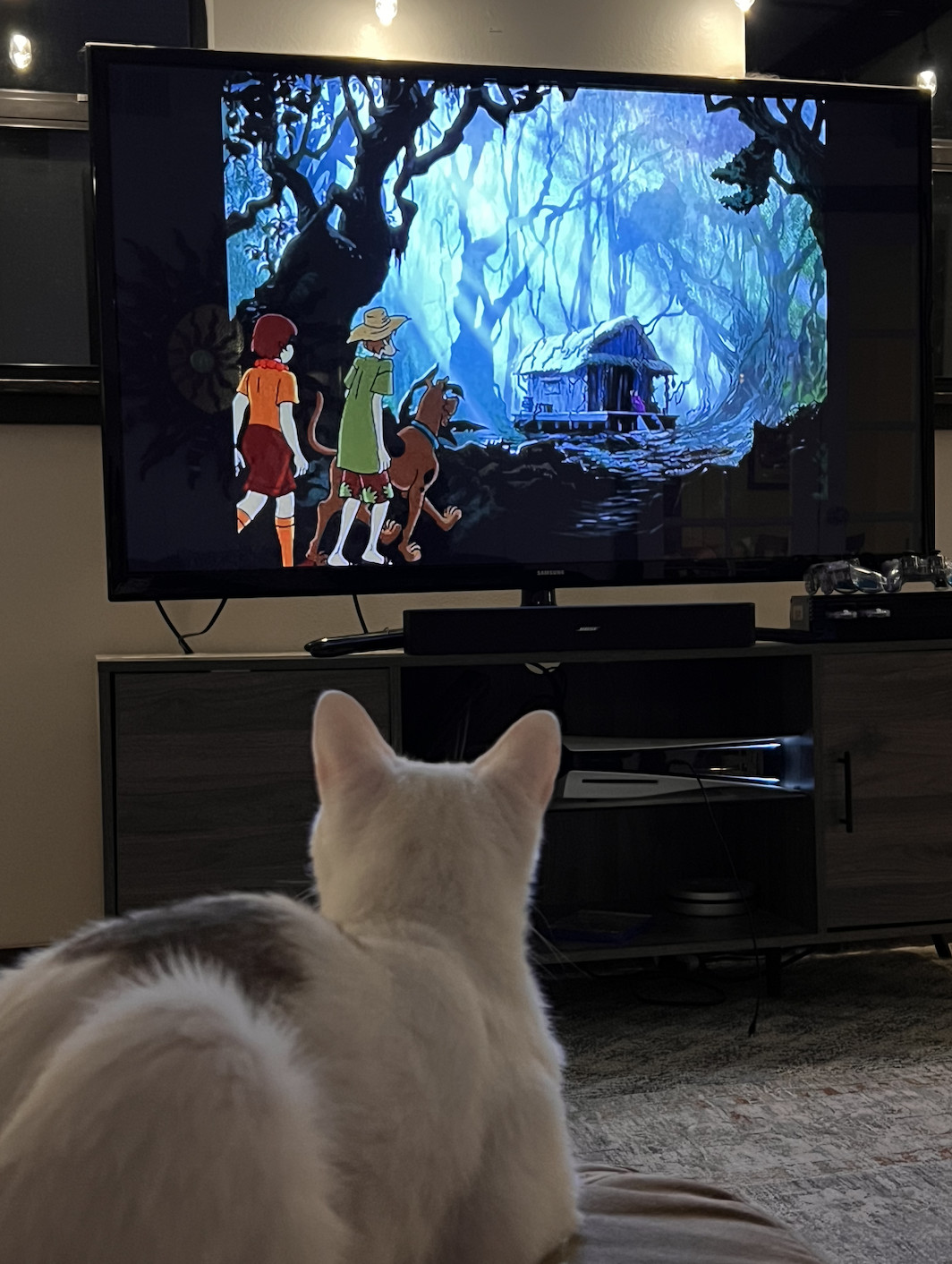 Enlarge Casper , a Adopted Domestic Short Hair in Kissimmee, FL image 3/6