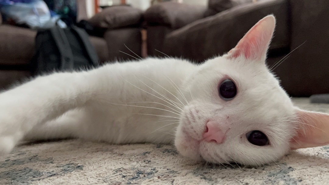 Enlarge Casper , a Adopted Domestic Short Hair in Kissimmee, FL image 4/6