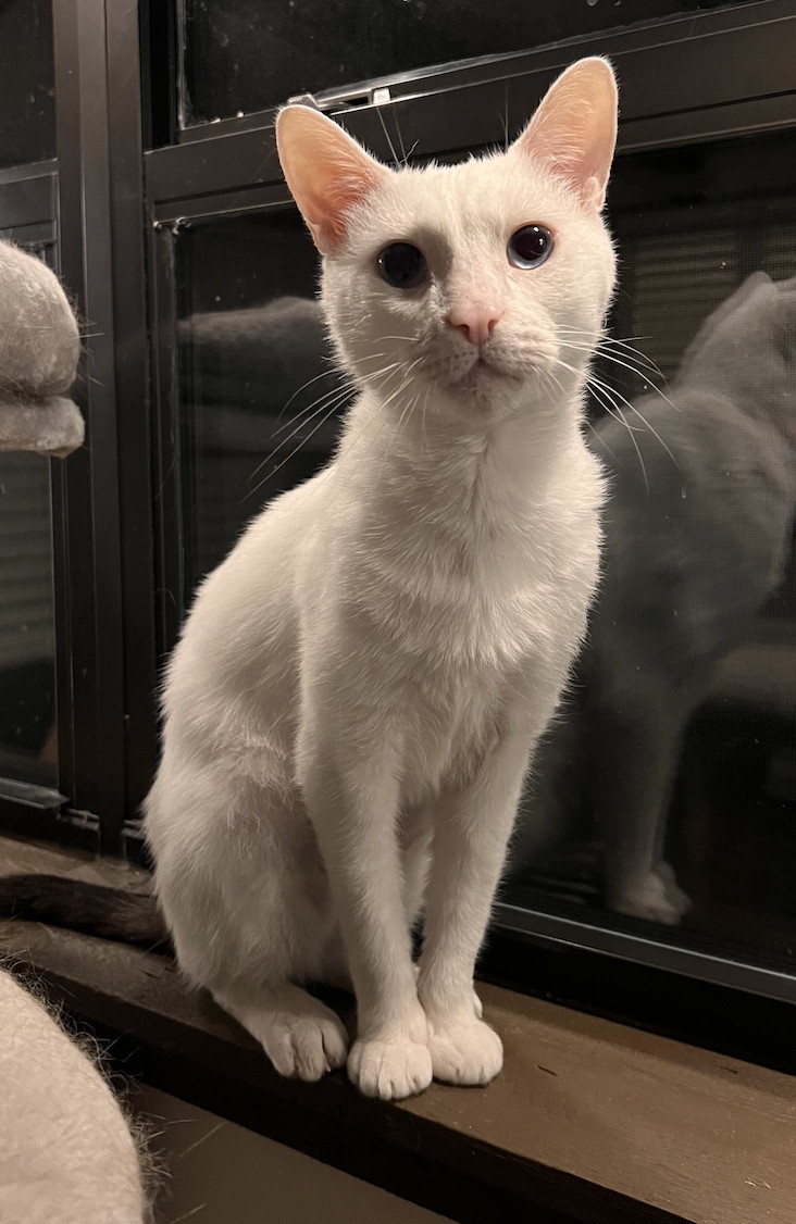 Enlarge Casper , a Adopted Domestic Short Hair in Kissimmee, FL image 5/6