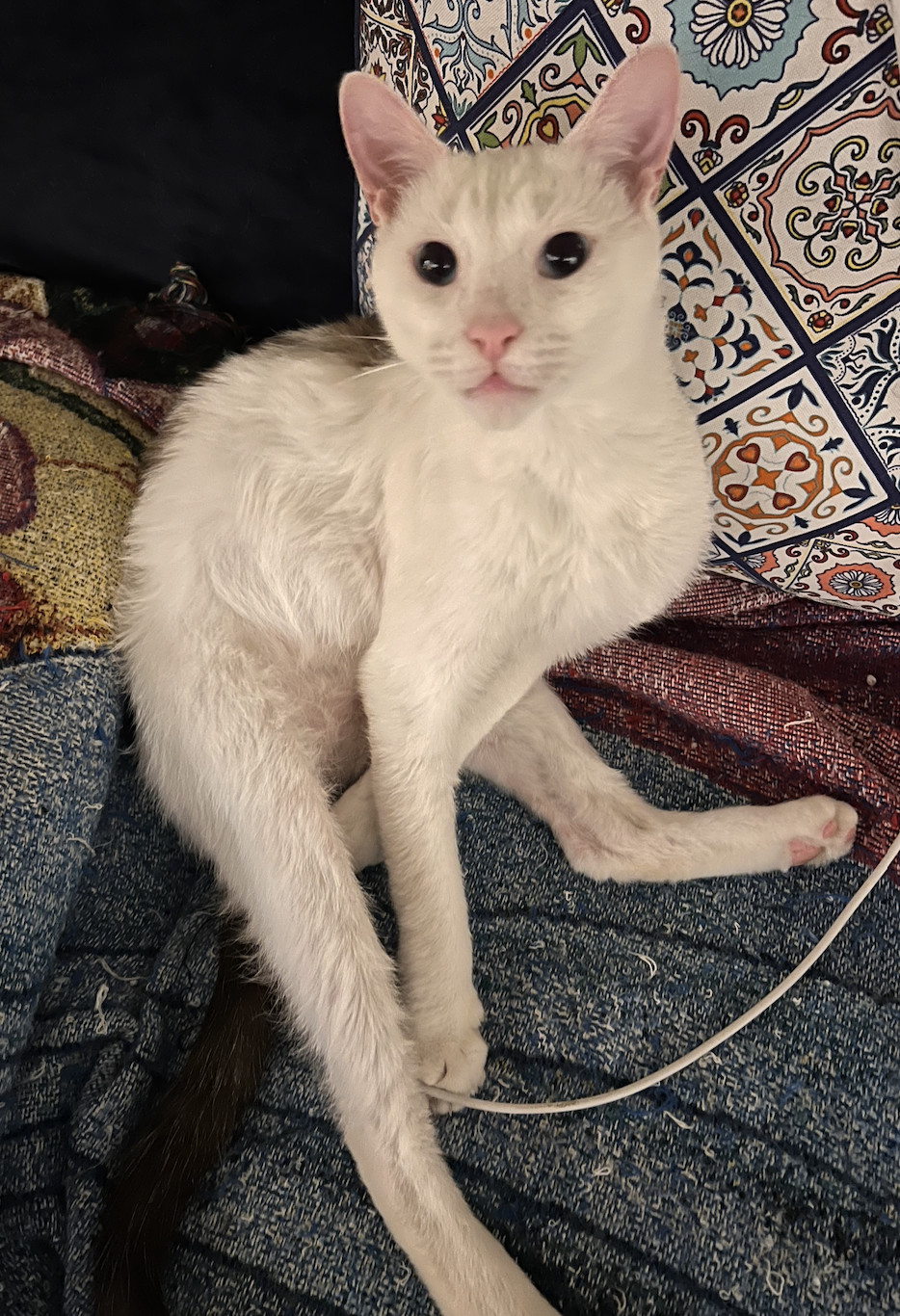 Enlarge Casper , a Adopted Domestic Short Hair in Kissimmee, FL image 6/6