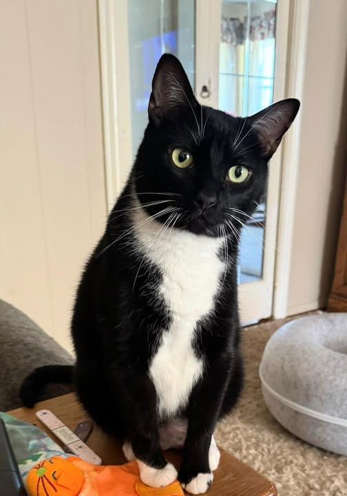 Enlarge Ivan   -  Declawed, a Adopted Domestic Short Hair in Kenner, LA image 1/1