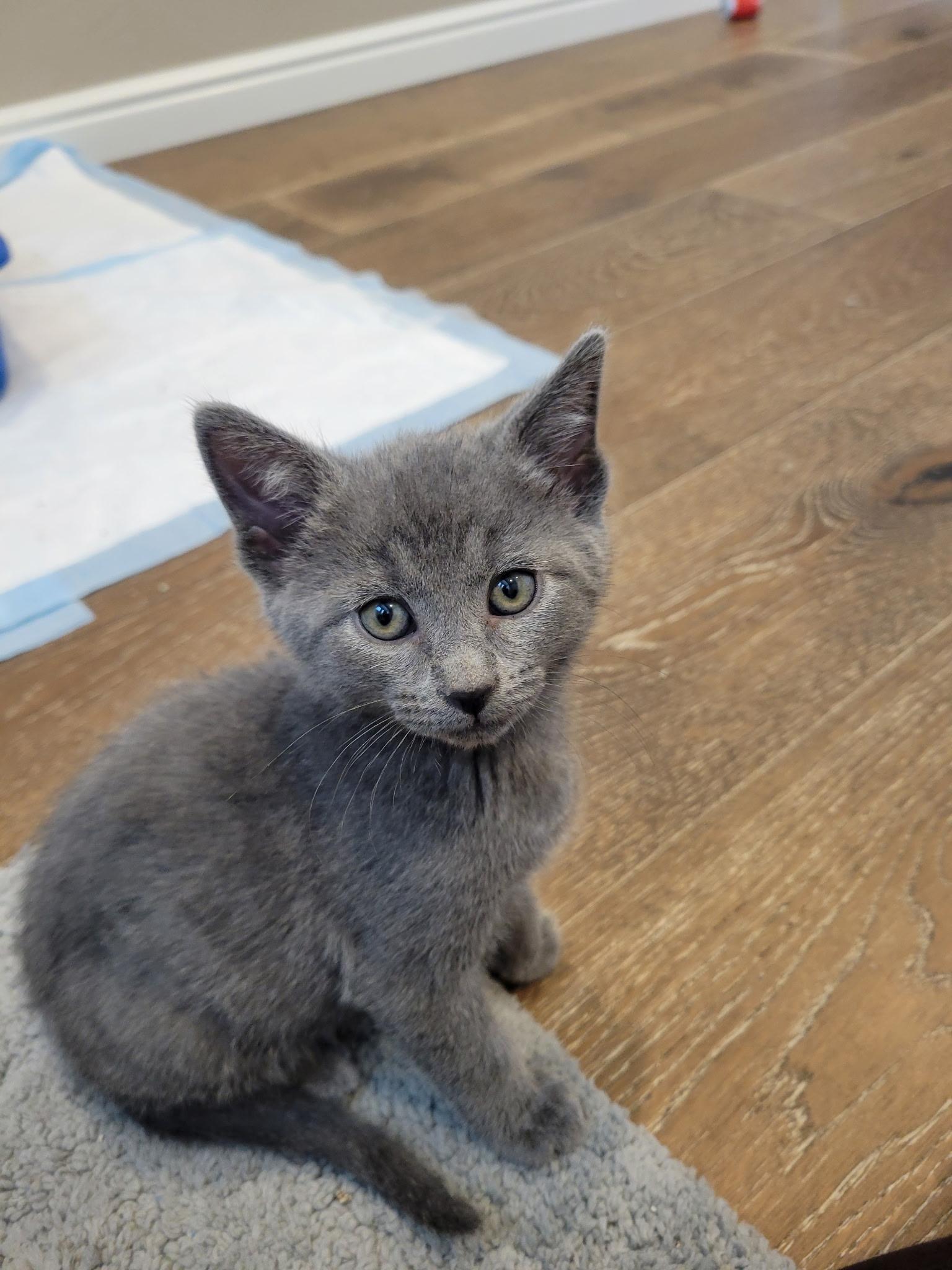 Storm, Adopted, Kitten Male Domestic Short Hair.