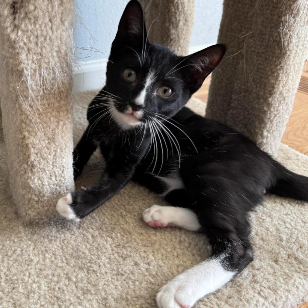 Pipp, Adoptable, Young Female Domestic Short Hair.