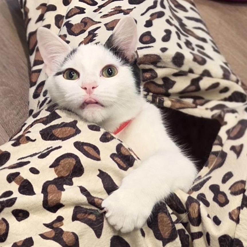 Enlarge Raiden, a Adoptable American Shorthair in New York, NY image 2/6