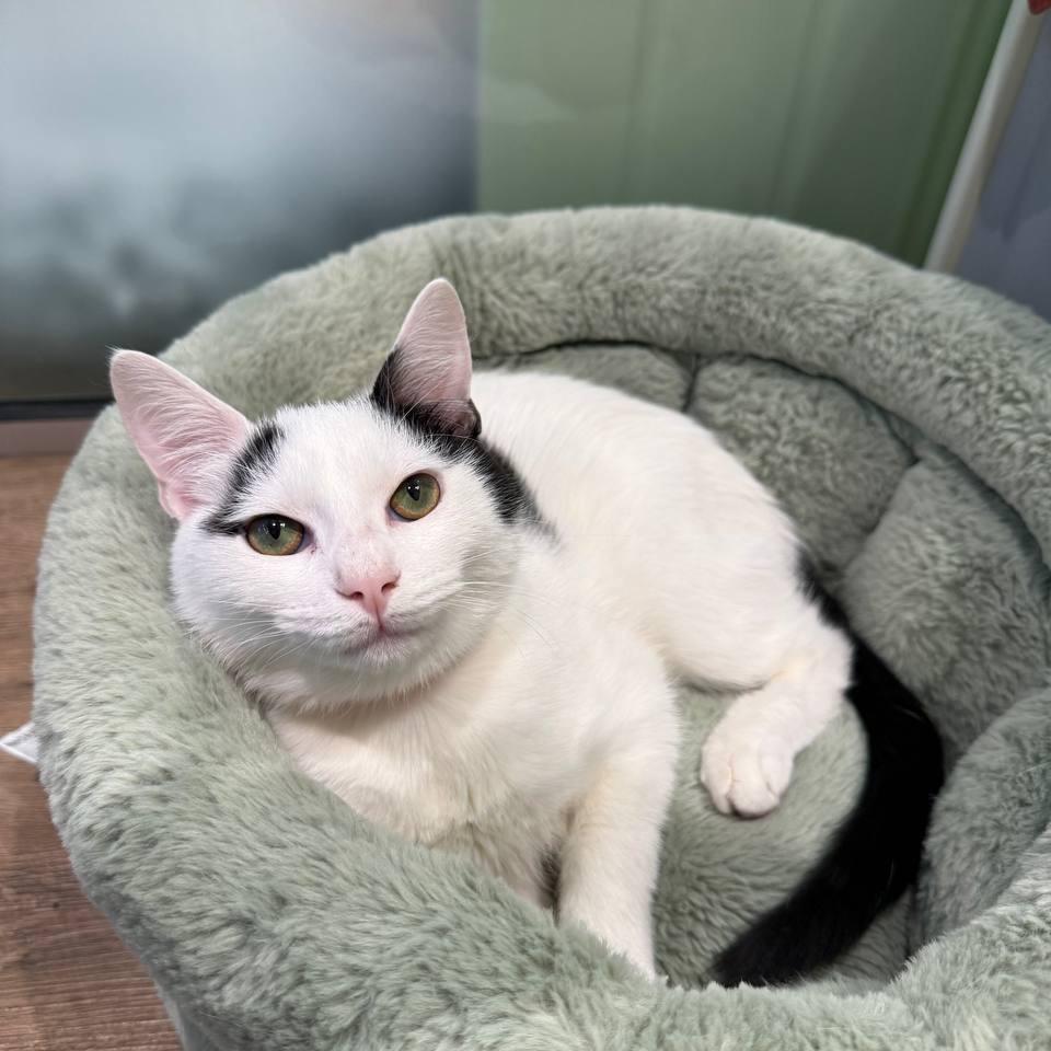 Enlarge Raiden, a Adoptable American Shorthair in New York, NY image 5/6