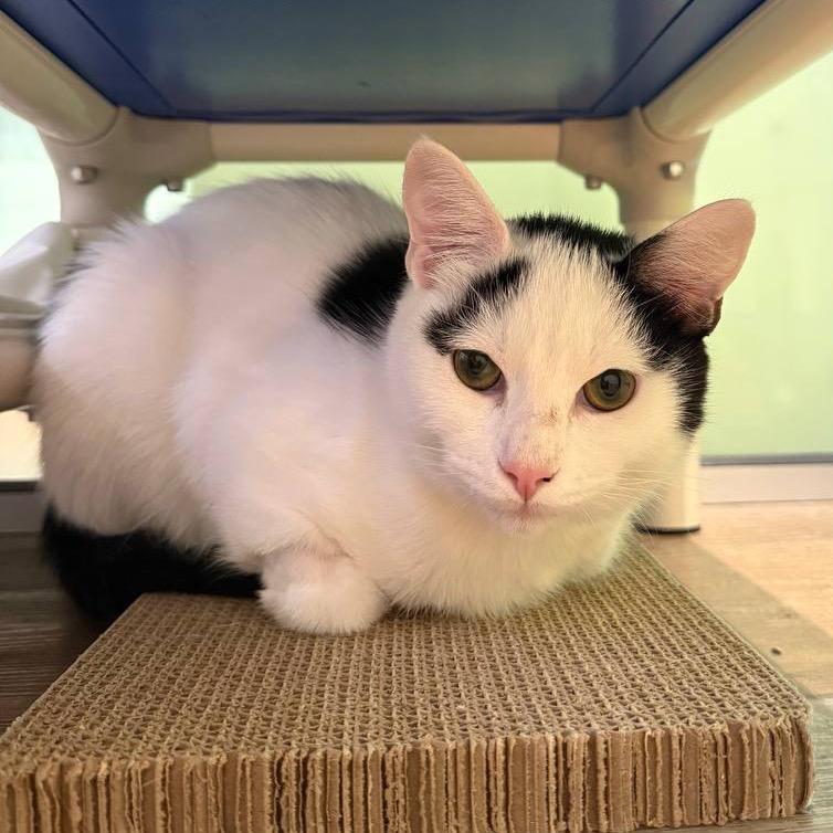 Enlarge Raiden, a Adoptable American Shorthair in New York, NY image 6/6